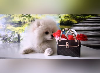 Pomeranian Zwergspitz