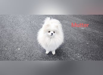 Pomeranian Zwergspitz