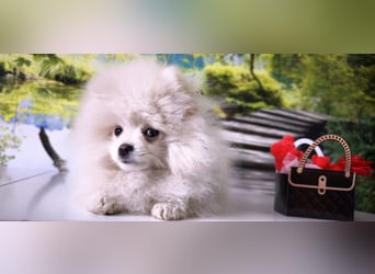 Pomeranian Zwergspitz