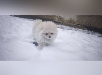 Pomeranian Zwergspitz