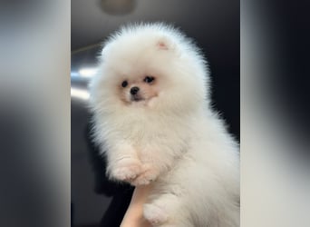Wunderschöne Pomeranian Zwergspitz Welpen suchen liebevolle Familien