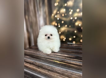 Wunderschöne Pomeranian Zwergspitz Welpen suchen liebevolle Familien