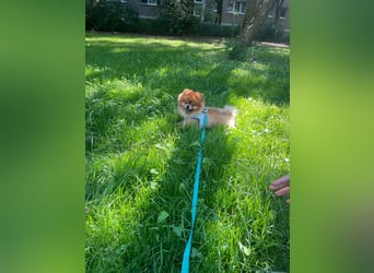 Fluffy - Herzensbrecher auf vier Pfötchen sucht sein Für-Immer-Zuhause