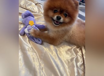Fluffy - Herzensbrecher auf vier Pfötchen sucht sein Für-Immer-Zuhause