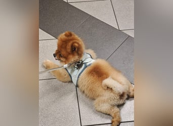 Fluffy - Herzensbrecher auf vier Pfötchen sucht sein Für-Immer-Zuhause