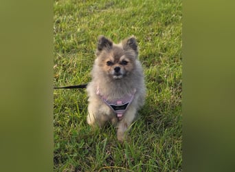 Pomeranian Maki verträglich verschmust verspielt