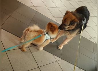 Fluffy - Herzensbrecher auf vier Pfötchen sucht sein Für-Immer-Zuhause