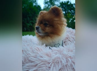 Fluffy - Herzensbrecher auf vier Pfötchen sucht sein Für-Immer-Zuhause