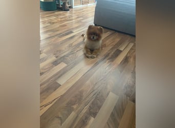 Fluffy - Herzensbrecher auf vier Pfötchen sucht sein Für-Immer-Zuhause