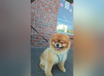 Fluffy - Herzensbrecher auf vier Pfötchen sucht sein Für-Immer-Zuhause