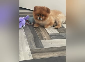 Fluffy - Herzensbrecher auf vier Pfötchen sucht sein Für-Immer-Zuhause