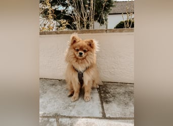 Zwergspitz-Papillon-Rüde „Loki“ - 1 Jahr sucht liebevolles Zuhause
