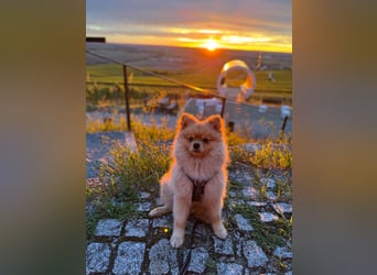 Zwergspitz-Papillon-Rüde „Loki“ - 1 Jahr sucht liebevolles Zuhause