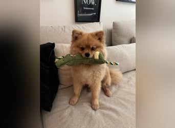 Zwergspitz-Papillon-Rüde „Loki“ - 1 Jahr sucht liebevolles Zuhause
