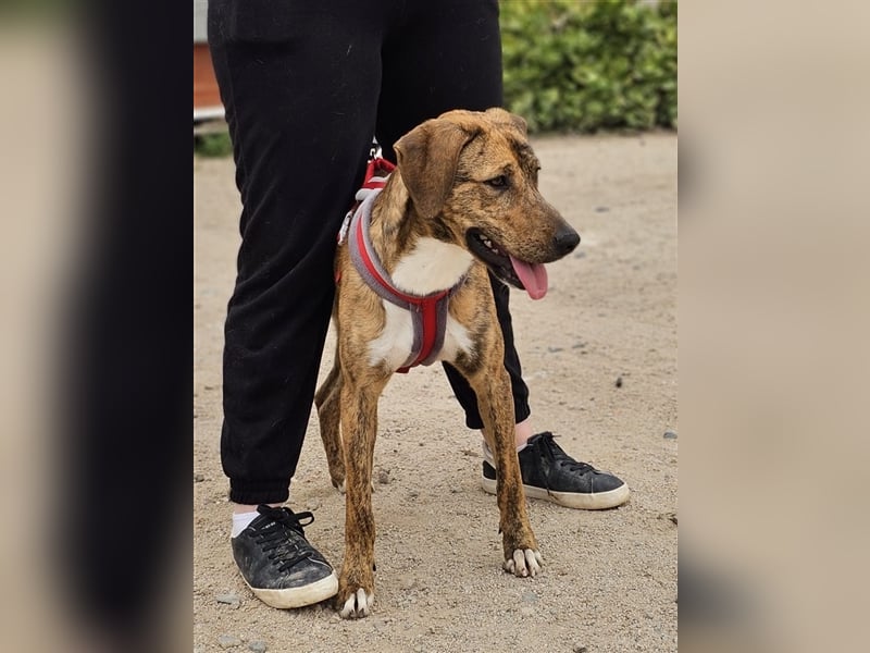 Annabella - Leben im Zwinger