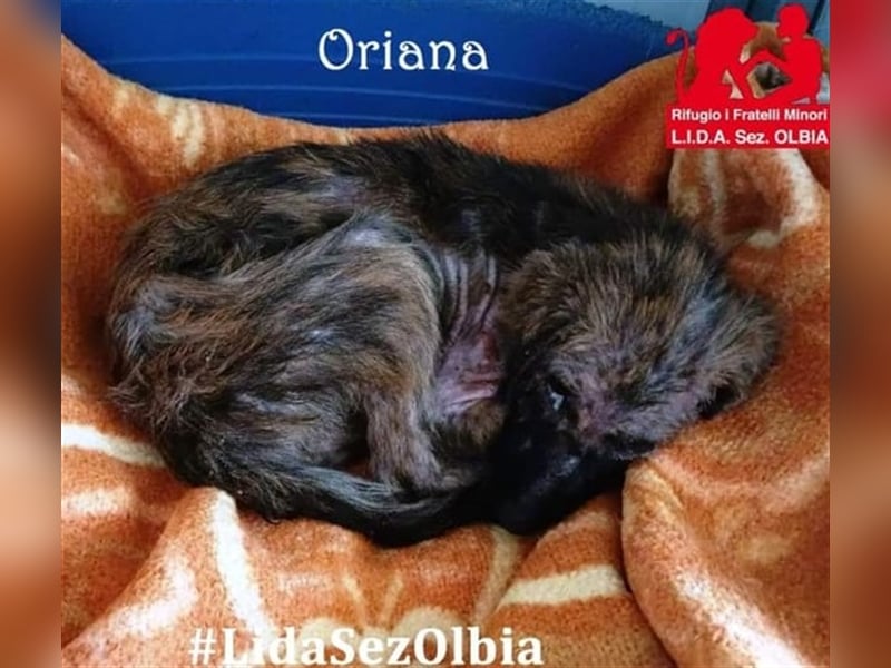 Oriana - Angsthündin sucht dringend erfahrenes Zuhause mit souveränem Ersthund