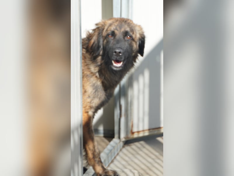 Oriana - sucht dringend erfahrenes Zuhause