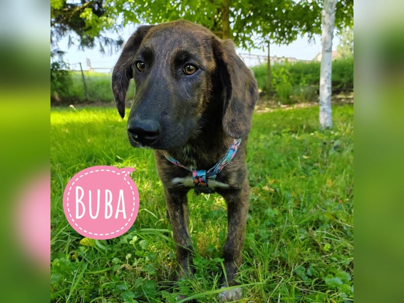 Buba eine zarte Mimose