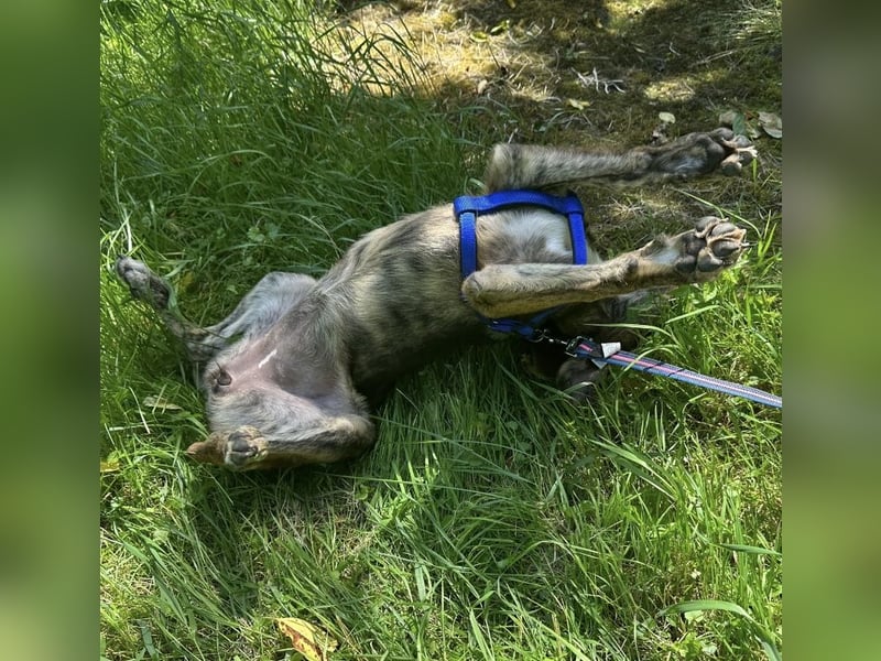 Niki eine Zaubermaus