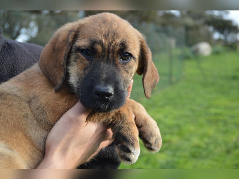 EMMA - so eine süße Zuckerschnute
