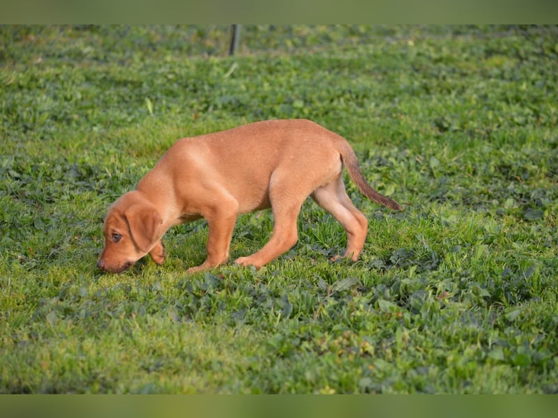 ELIAS - so eine süße Zuckerschnute