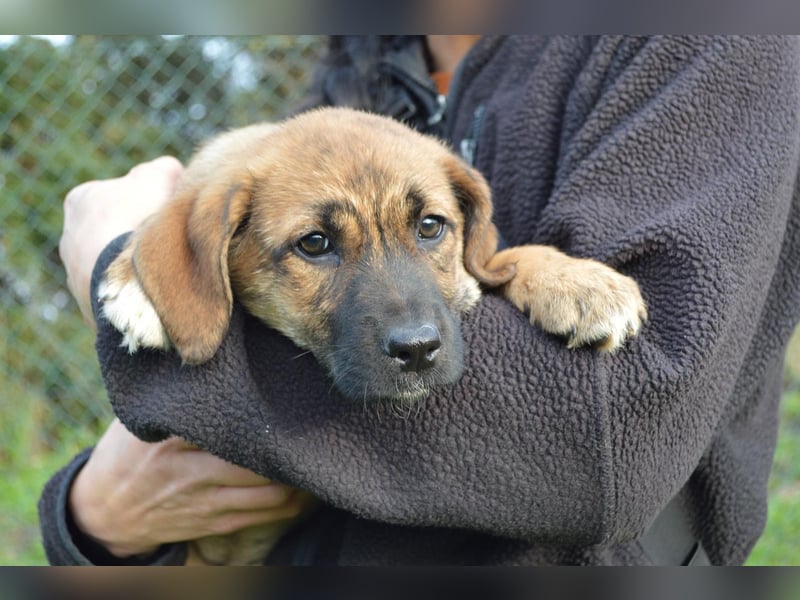EMMA - so eine süße Zuckerschnute