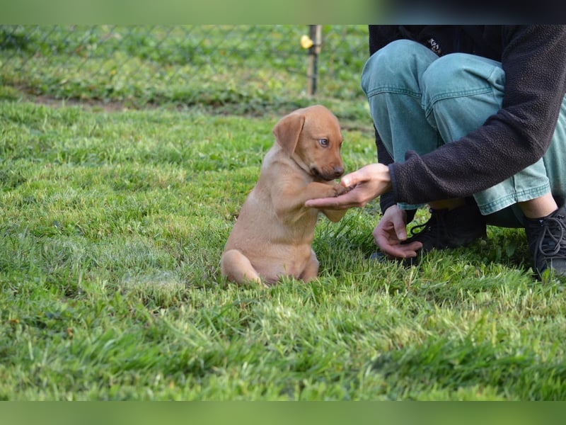 ELIAS - so eine süße Zuckerschnute