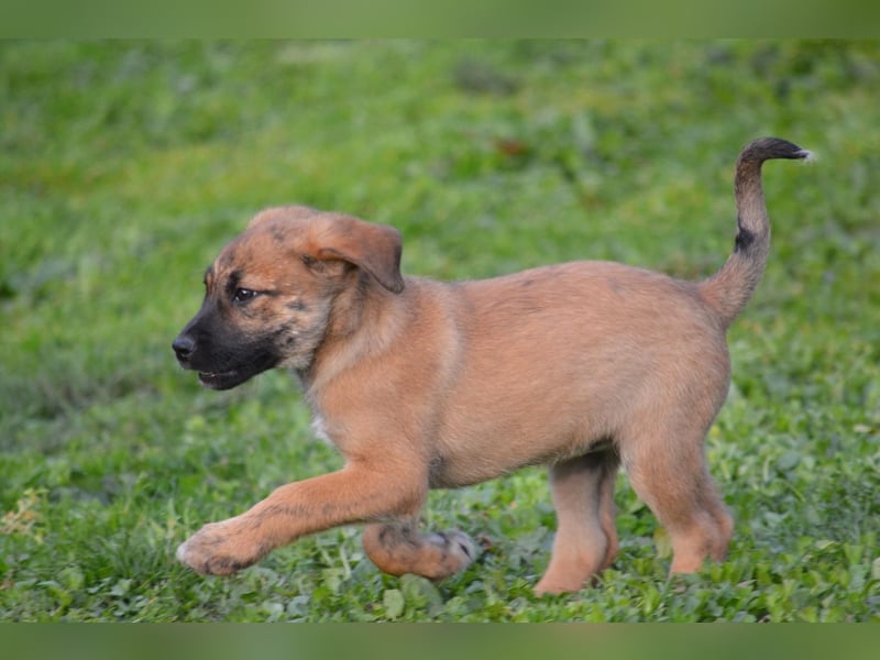 EMMA - so eine süße Zuckerschnute