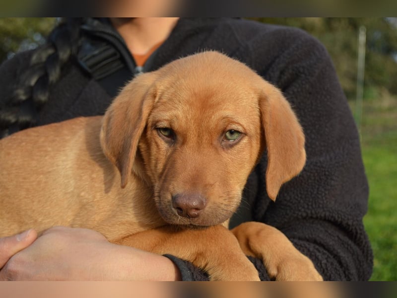 ELIAS - so eine süße Zuckerschnute