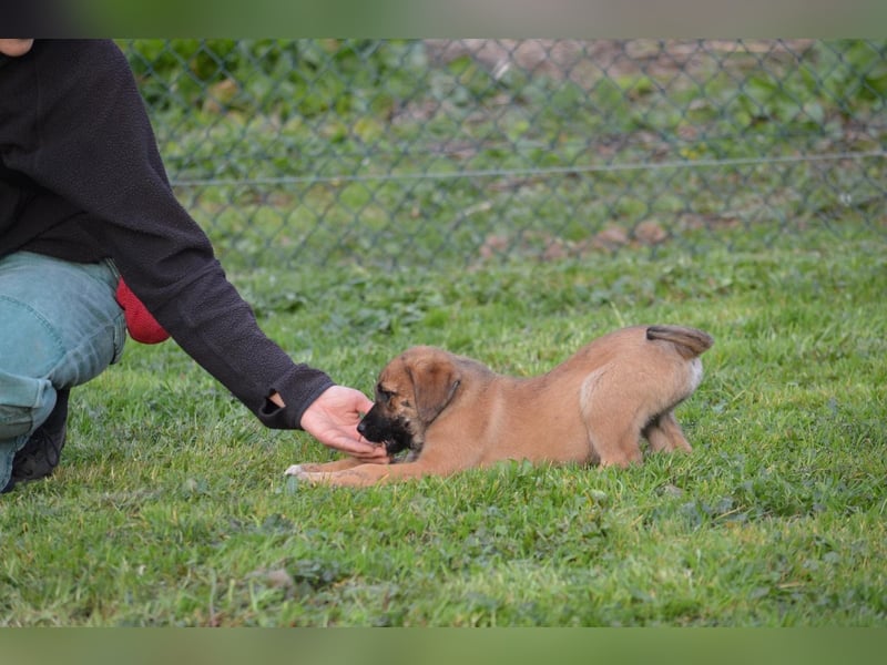 EMMA - so eine süße Zuckerschnute