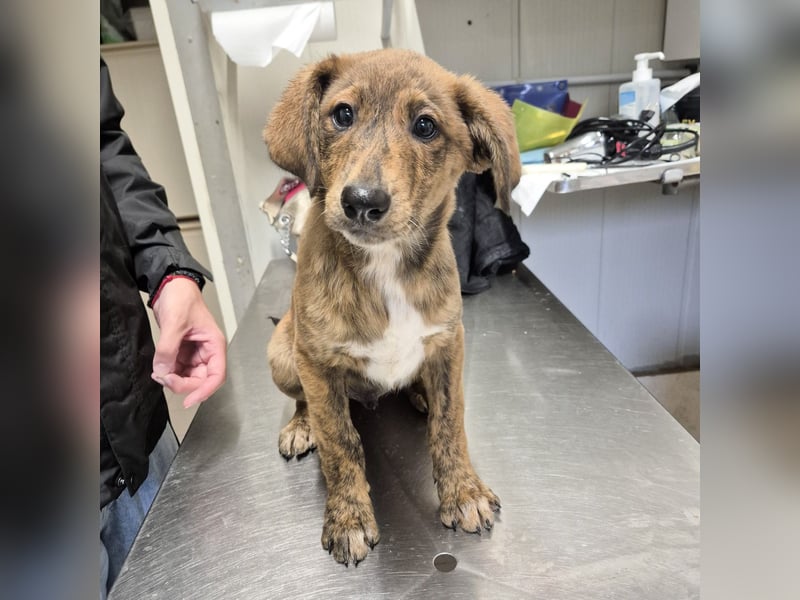 Fagiolino - lieber, neugieriger Herzensbub auf der Suche nach seiner Familie