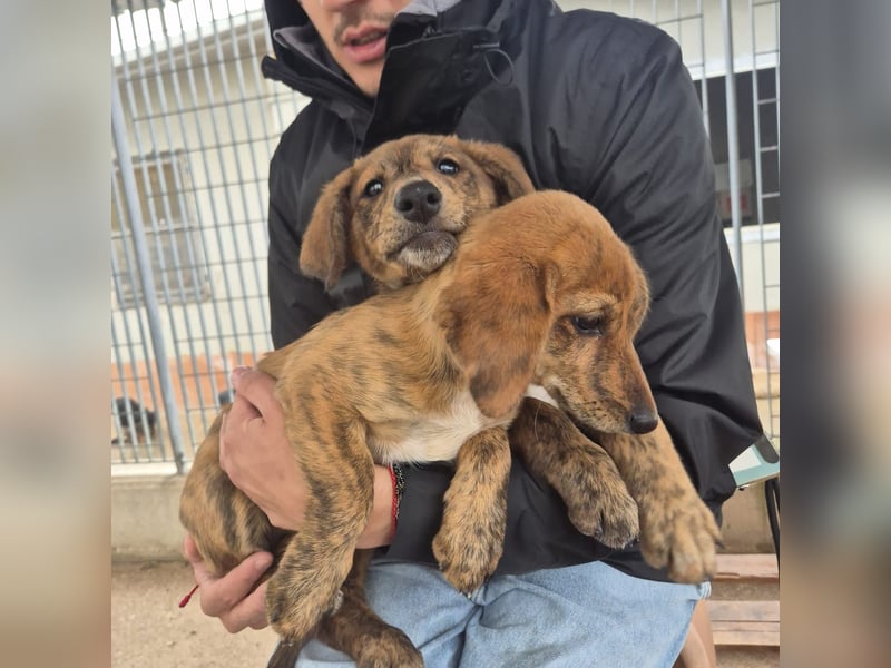 Fagiolino - lieber, neugieriger Herzensbub auf der Suche nach seiner Familie