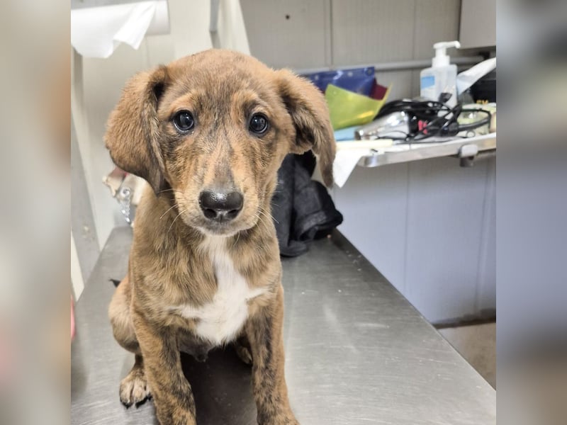 Fagiolino - lieber, neugieriger Herzensbub auf der Suche nach seiner Familie