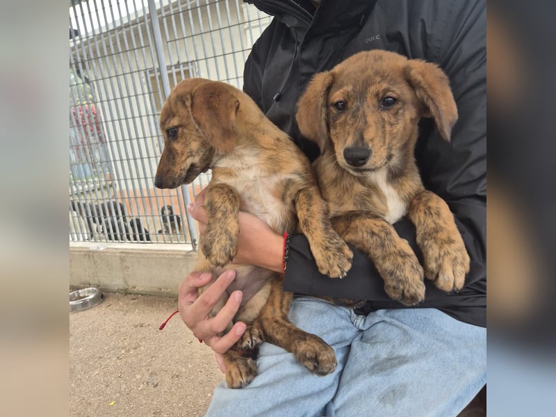 Mais - neugierig, lieb, sensibel - bereit für ihr erstes richtiges Zuhause