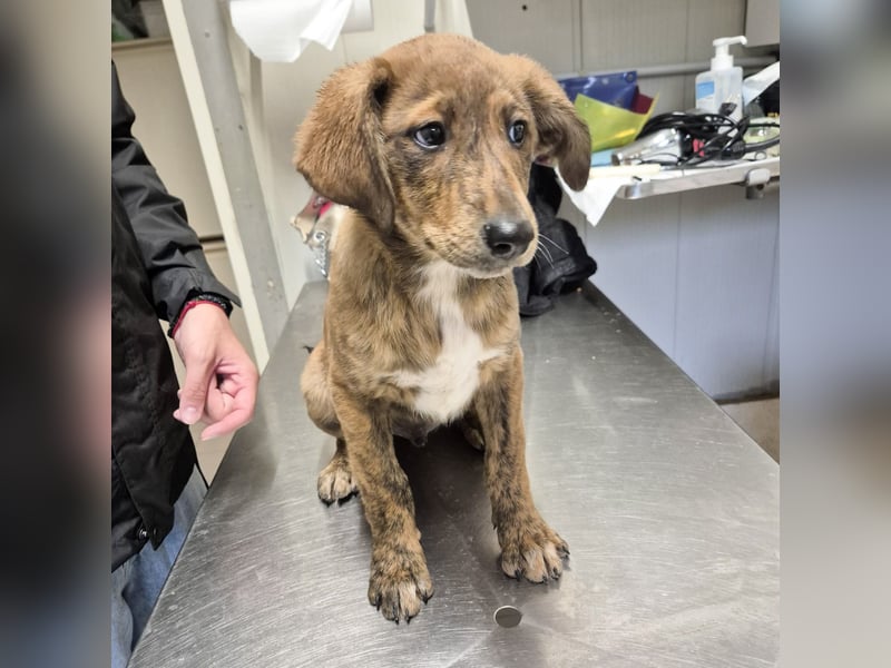 Mais - neugierig, lieb, sensibel - bereit für ihr erstes richtiges Zuhause