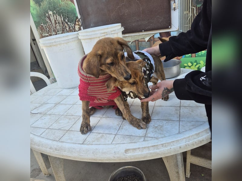 Fagiolino - lieber, neugieriger Herzensbub auf der Suche nach seiner Familie