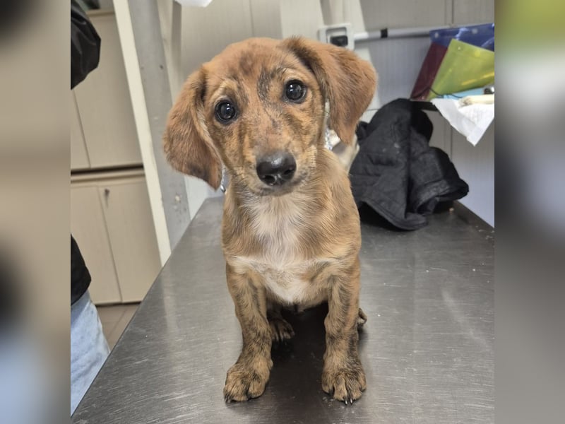 Mais - neugierig, lieb, sensibel - bereit für ihr erstes richtiges Zuhause