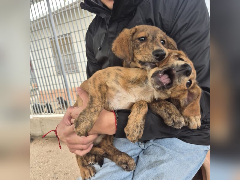 Mais - neugierig, lieb, sensibel - bereit für ihr erstes richtiges Zuhause