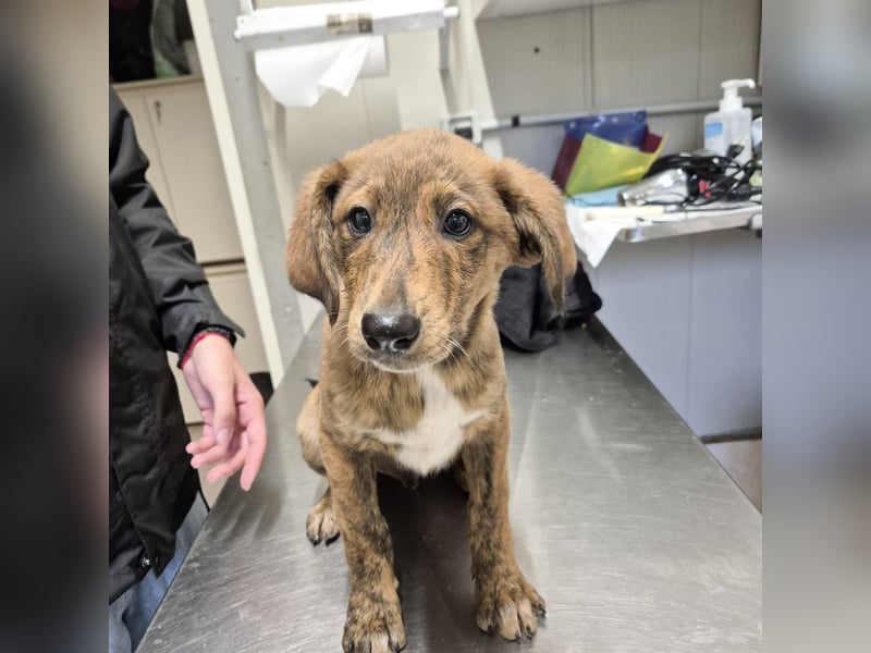 Mais - neugierig, lieb, sensibel - bereit für ihr erstes richtiges Zuhause