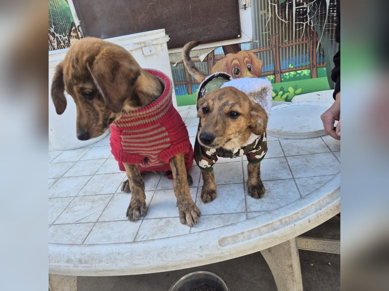 Mais - neugierig, lieb, sensibel - bereit für ihr erstes richtiges Zuhause