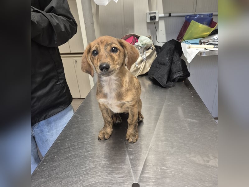 Mais - neugierig, lieb, sensibel - bereit für ihr erstes richtiges Zuhause