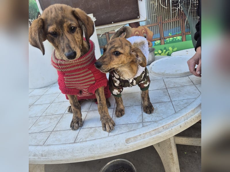 Fagiolino - lieber, neugieriger Herzensbub auf der Suche nach seiner Familie