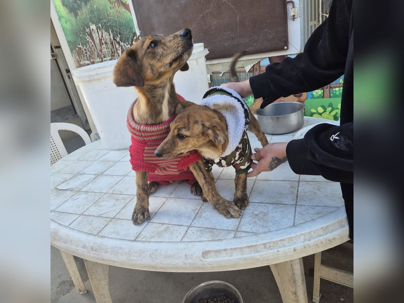 Fagiolino - lieber, neugieriger Herzensbub auf der Suche nach seiner Familie