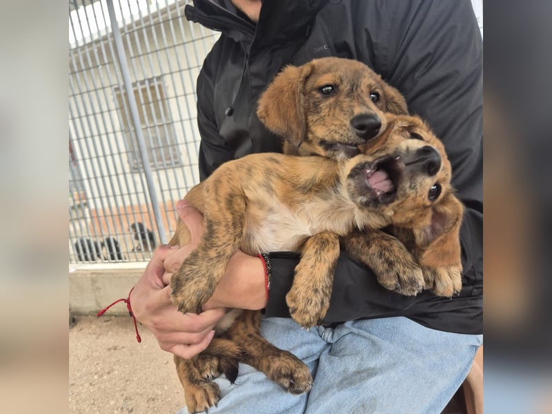 Fagiolino - lieber, neugieriger Herzensbub auf der Suche nach seiner Familie