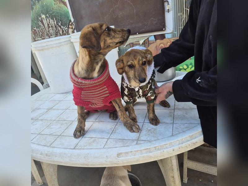 Fagiolino - lieber, neugieriger Herzensbub auf der Suche nach seiner Familie