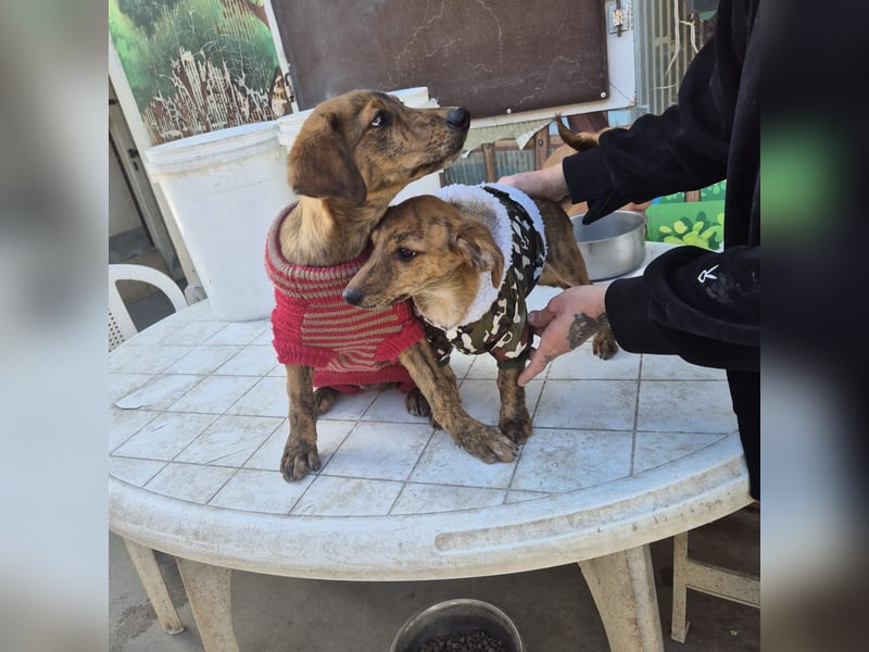 Mais - neugierig, lieb, sensibel - bereit für ihr erstes richtiges Zuhause