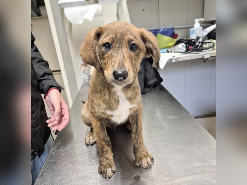 Fagiolino - lieber, neugieriger Herzensbub auf der Suche nach seiner Familie