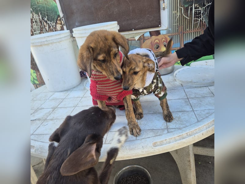 Mais - neugierig, lieb, sensibel - bereit für ihr erstes richtiges Zuhause