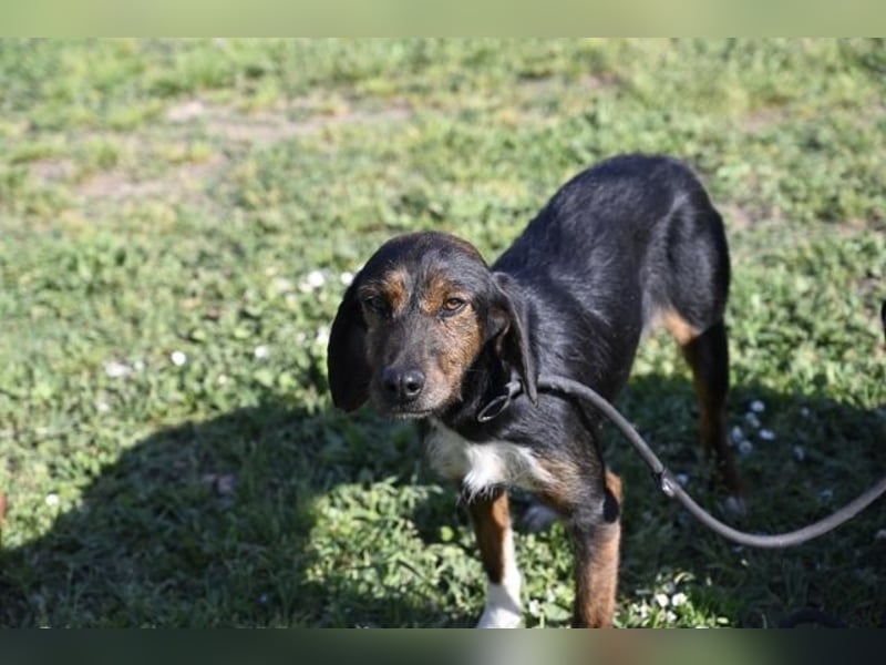 Gio - aussortiert - und immer noch bereit, jemandem ihr Herz zu verschenken