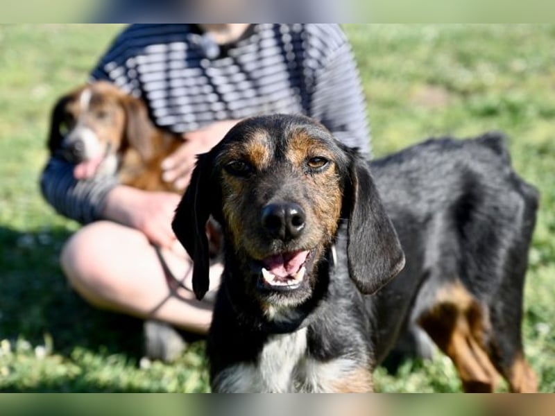 Gio - aussortiert - und immer noch bereit, jemandem ihr Herz zu verschenken